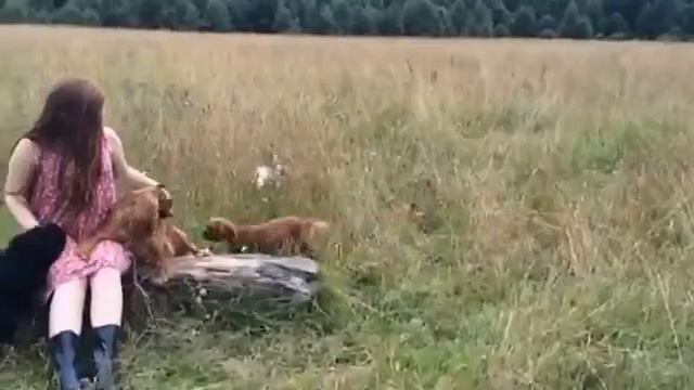 Кавалер Кинг Чарльз .п-к Fidelis at Fortis ❤️ наши собаки