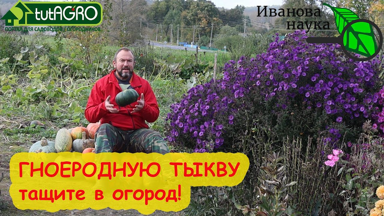 ТЫКВА ГНИЁТ? РАДУЙТЕСЬ! Куда девать гнилую тыкву (и прочие овощи-фрукты)? Только не в компот!