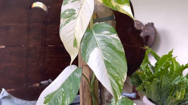 Epipremnum Pinnatum Albo How to keep the Variegation in Plants Epipremnum Pinnatum  Care Tips