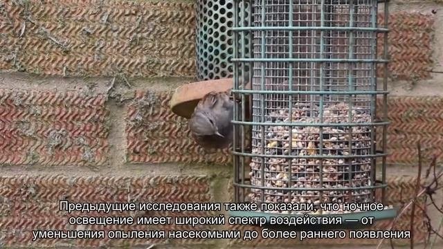 Искусственное ночное освещение влияет на флору и фауну меняя их уровень гормонов