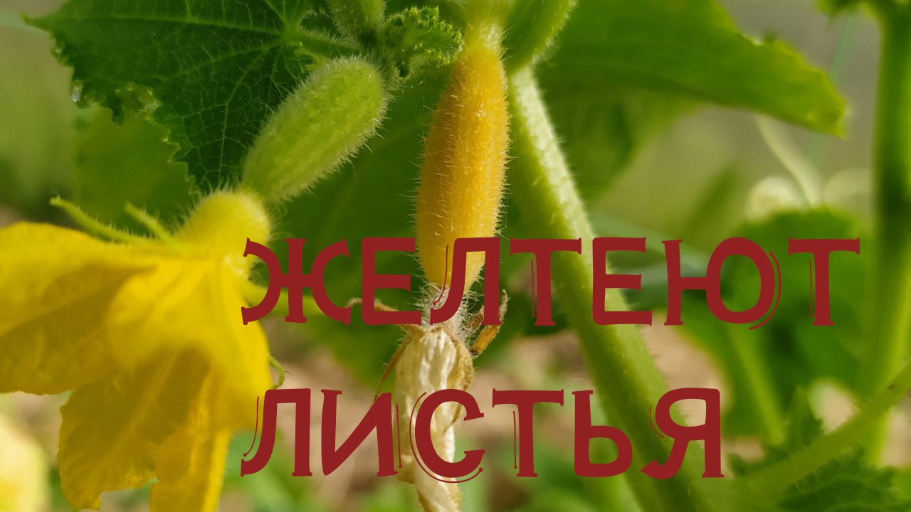 10 ПРИЧИН ПОЧЕМУ ЖЕЛТЕЮТ ЛИСТЬЯ И ОПАДАЮТ ЗАВЯЗИ ОГУРЦОВ