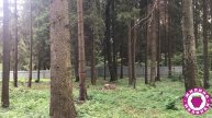 Жилино-Малинки. Обустройство лесного участка# 3