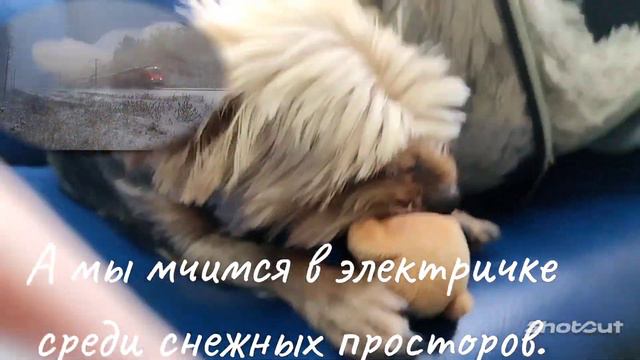Путешествие с собакой, играем в электричке. Traveling with a dog, playing on the train.