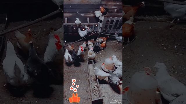 Коммунальная квартира?