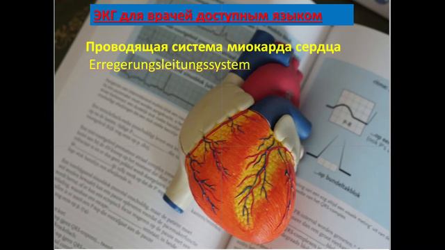 Проводящая система сердца