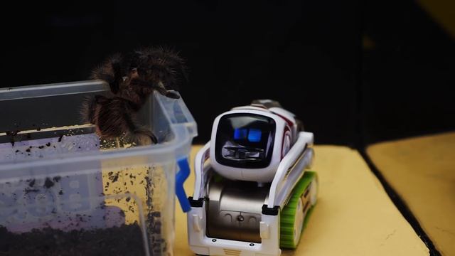 ¿QUÉ PASA SI EL ROBOT ANKI COZMO Y  VECTOR VEN UNA ARAÑA ENORME? INTELIGENCIAS ARTIFICIALES VS ARAÑ