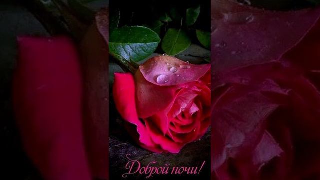 1000021896.mp4 Доброй ночи!🌹✨🌹✨🌹✨🌹✨🌹✨🌹✨🌹✨