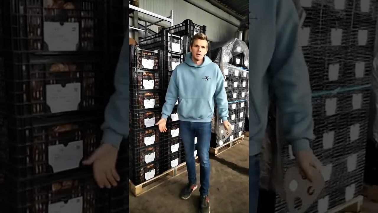 Выгонка тюльпанов. Не охлажденная луковица