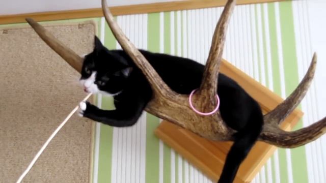 Кошка Котя на рогах