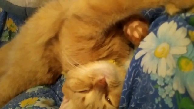 Рыжик и Курт Кабейн