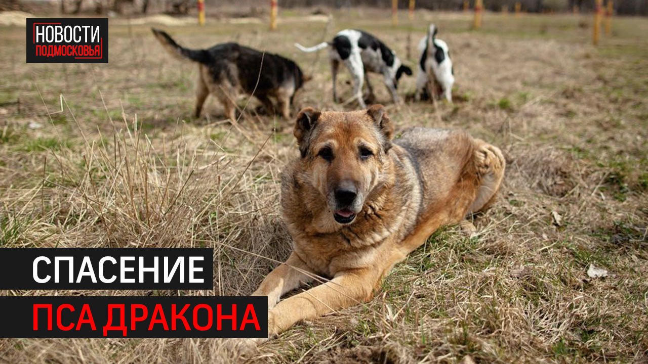 Уголовное дело возбудили после ранения пса в Химках // 360 ХИМКИ