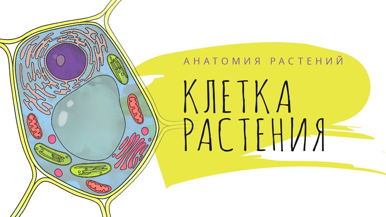 1. Клетка растения. Анатомия растений  - 5 - 6 класс