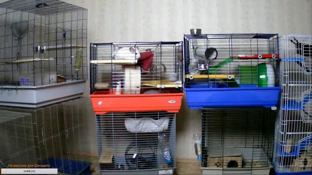 Наблюдаем за жизнью Шиншилл