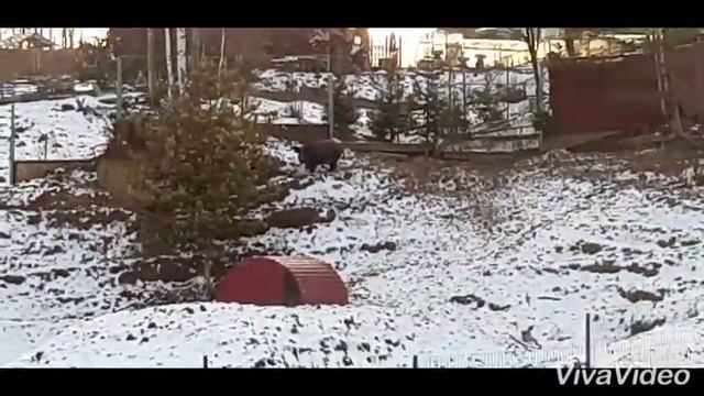 Особенности Калужской покатухи.(ЗАШИПОВАННЫЙ ПИТ)
