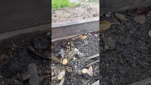 укрытие инжира на зиму
