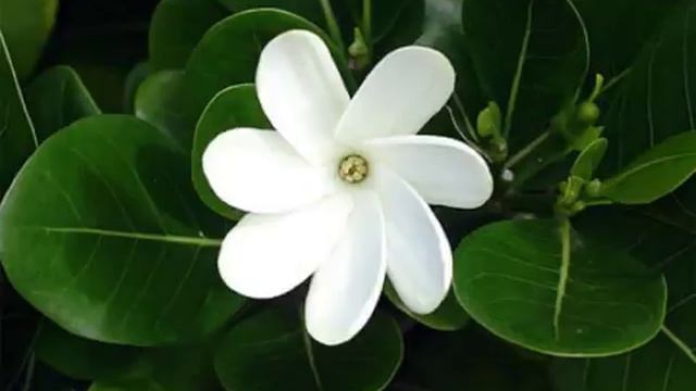 Te sialé kua moto (♥"♥)