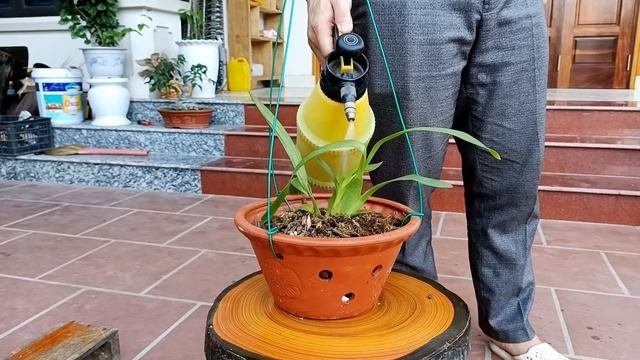 Grow Flower Orchid Dancer Oncidium Extremely Simple Maximum Success