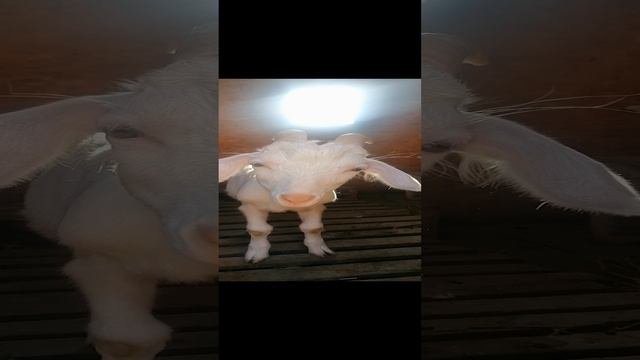 бодливый козлик