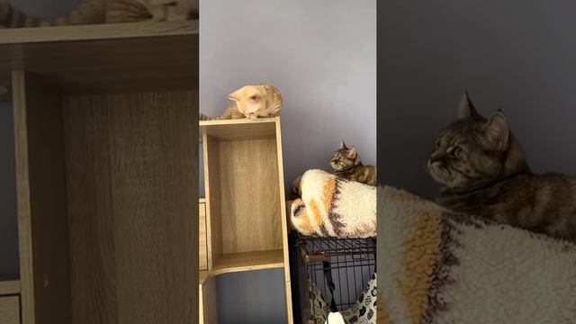 Минутка милоты
