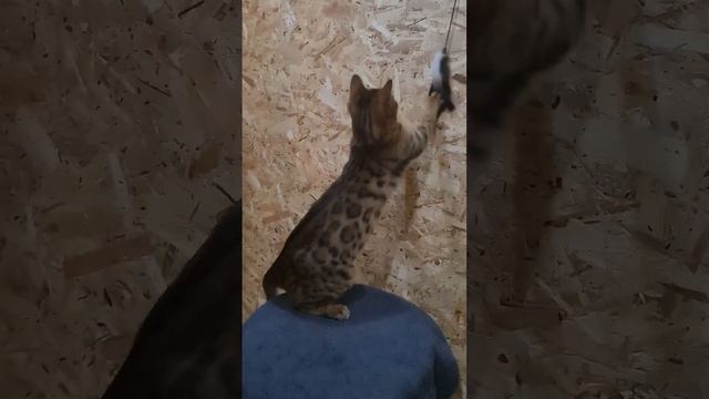 Алекса племенная бенгальская кошка в разведение и/или любимцы