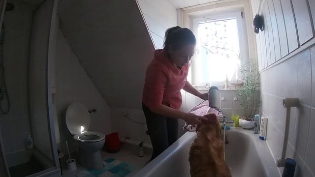 БЕЖЕНКА В ГЕРМАНИЕ. Чистый четверг перед Паской. Купаю собаку ??