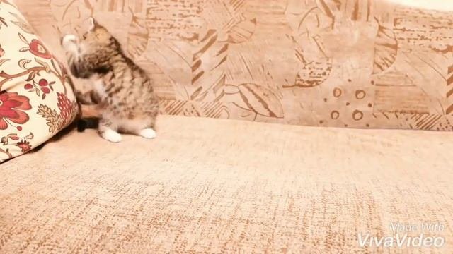 Котёнок спасён с улицы. До и После
