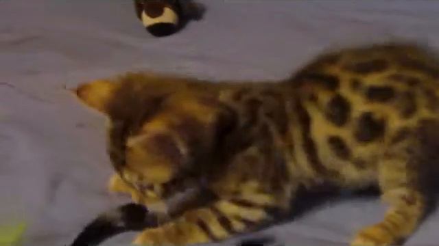 Бенгальский котик 2