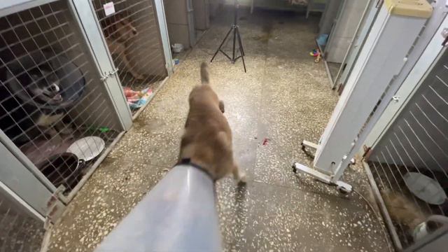 Живчик и его Преображения!