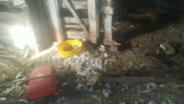 Бизнес в деревне, планы на весну.