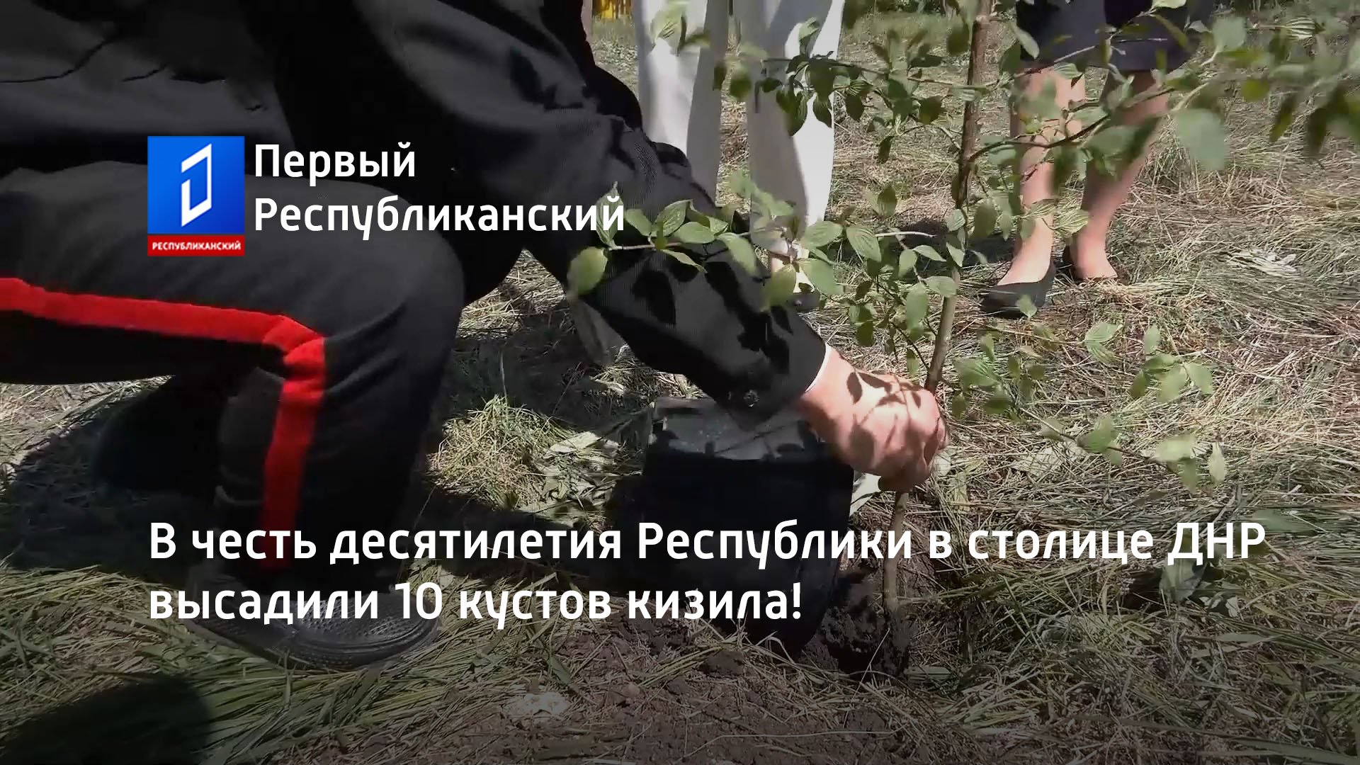 В честь десятилетия Республики в столице ДНР высадили 10 кустов кизила!