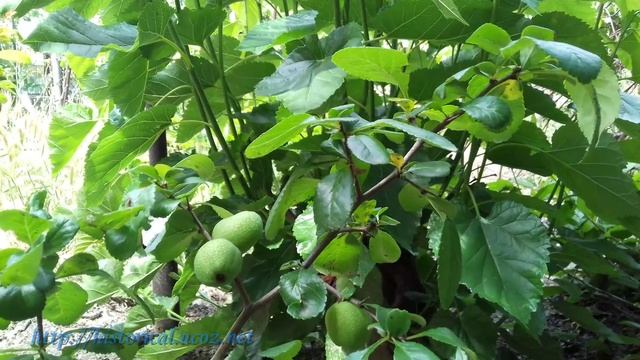 БЕССАРАБСКОЕ ЛЕТО НАЧАЛО ИЮНЯ.