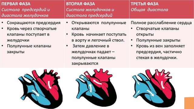 7.2. Сердечная деятельность