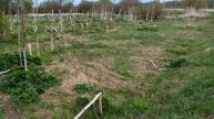 Дмитровский район. Борщевик готовится к летнему сезону