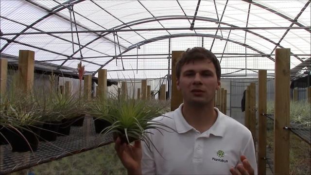 Tillandsia vicentina (PlantaBrutt video 28) Deutsch