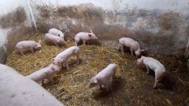 С.С.А//возращение свиноматки в клетку для опороса//карусель по сельськи,свиньи, поросята//ф1