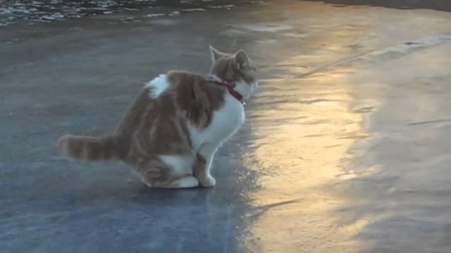 Котэ тестирует шипованную резину на льду