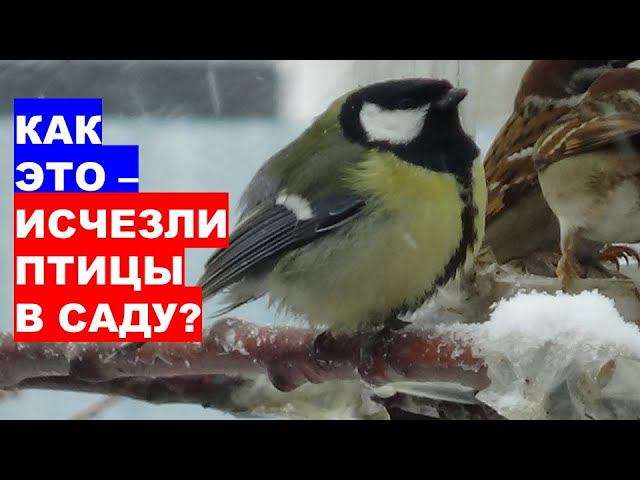 Куда исчезают воробьи из сада? Что случилось с птицами?Where do sparrows disappear from the garden W