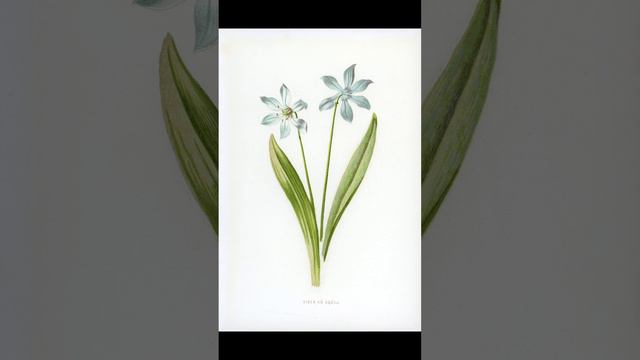 Top 50 Beautiful Flowers You Have To See #3