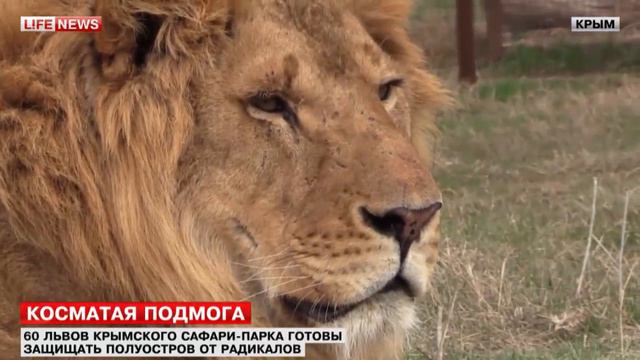 Крымские Боевые Львы !