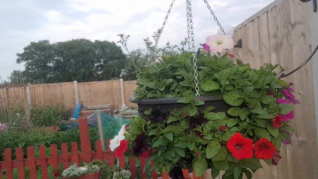 Back Garden Veg Plot: keeping on top of your baskets.