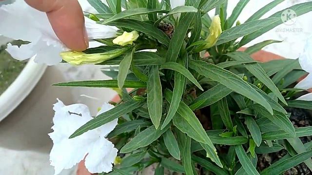 Mexican petunia plant. हमेशा खिलने वाला सुन्दर फूल।