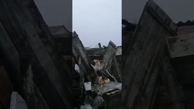 Собака - экстрималка, скалалазка!!! Скрытая камера!!!)))@MarynaVolchak