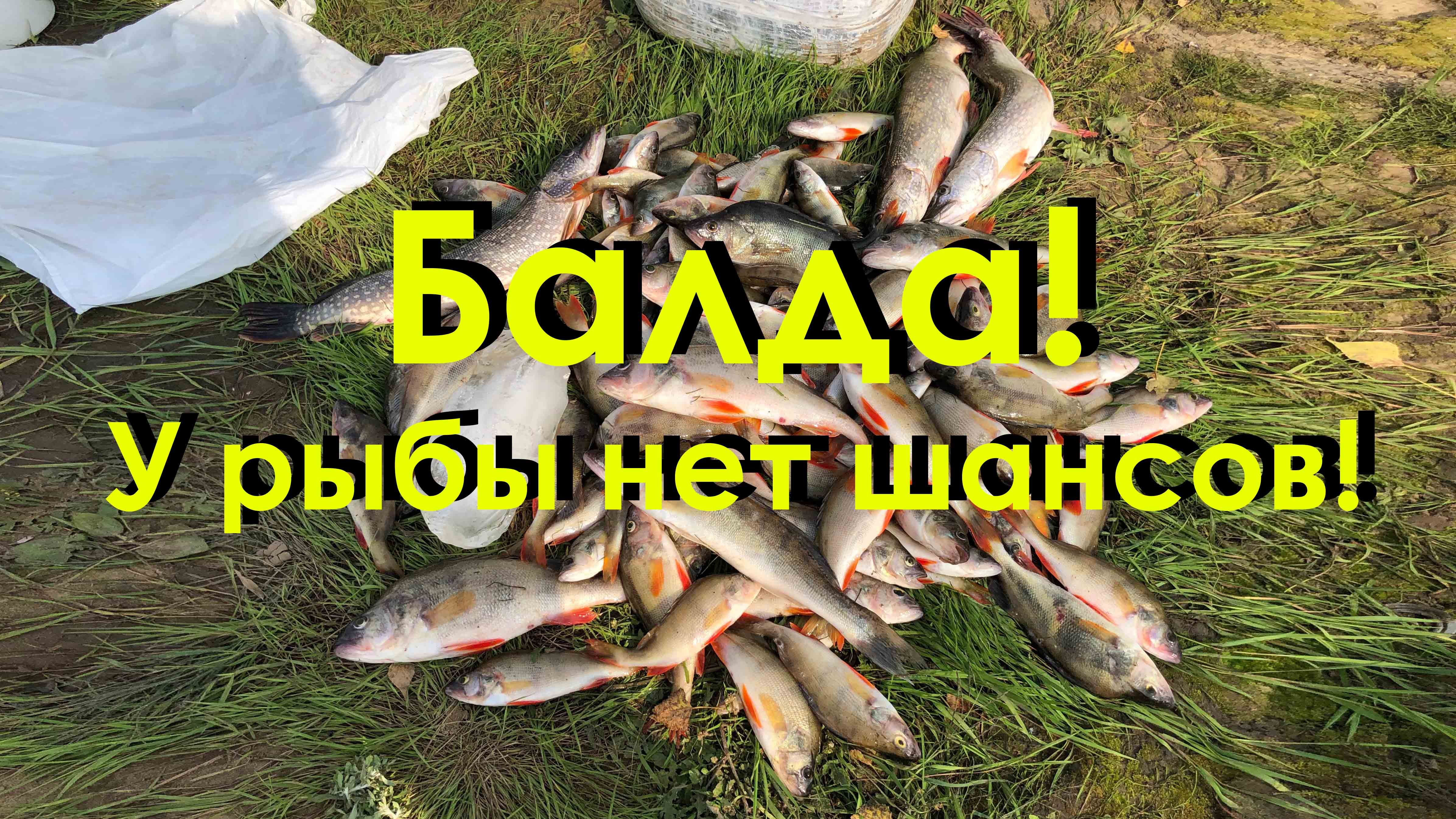Балда! У рыбы нет шансов!