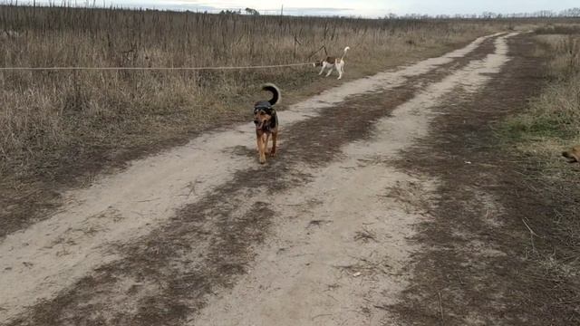 Забрали собаку из приюта! Год спустя!