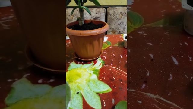 Толстянка,процесс укоренения .