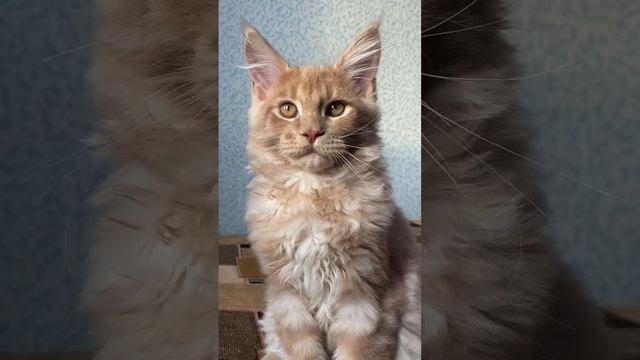 Котенок мейнкун
