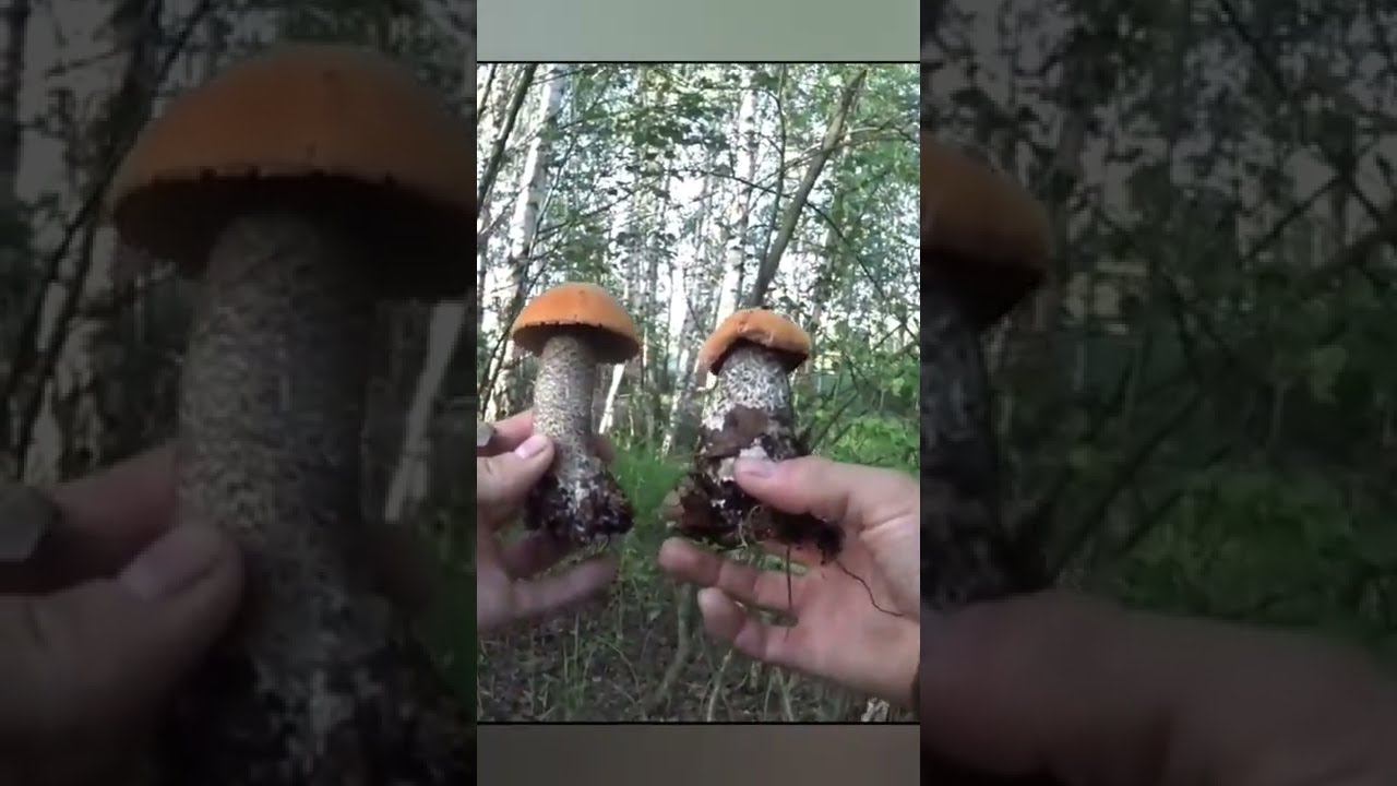 БЕЗ ВАЛИДОЛА НЕ СМОТРЕТЬ! ГРИБНИК НЕ ОЖИДАЛ ТАКИХ НАХОДОК! ПОДОСИНОВИК #shorts #mushrooms #погрибы