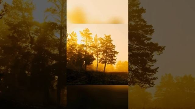 Nature .mp4