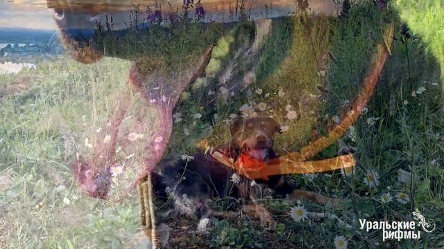 Старый друг  Уральские рифмы 6