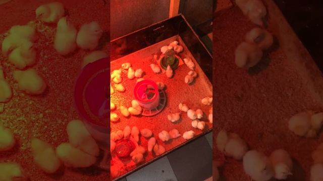 Тест комбикорма с добавлением сухой личинки черной львинки